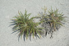 Ptilostemon echinocephalus