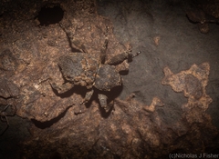 Methidrysis afflicta