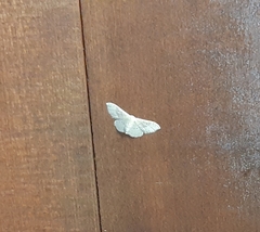 Idaea degeneraria