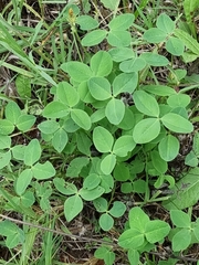 Trifolium medium