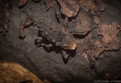 Poropterus variabilis