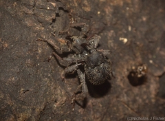Onidistus araneus