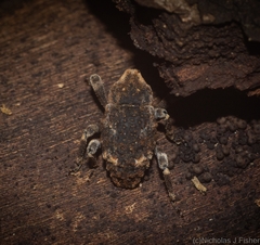 Poropterus bisignatus