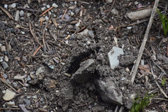 Apantesis nevadensis