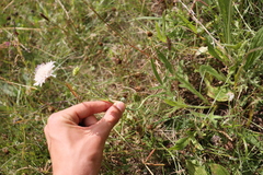 Dipsacoideae