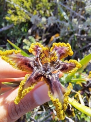 Ferraria crispa