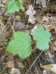 Viburnum acerifolium