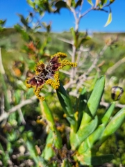 Ferraria crispa