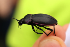 Carabus violaceus