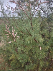 Tamarix