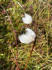 Eriophorum latifolium