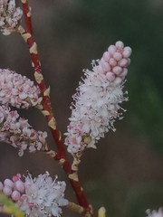 Tamarix