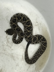 Crotalus adamanteus