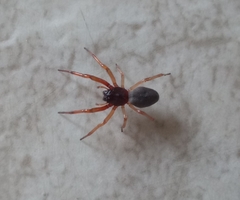 Trachelas tranquillus