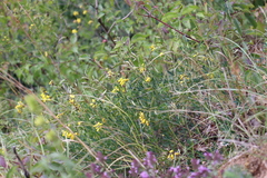 Cytisus nigricans