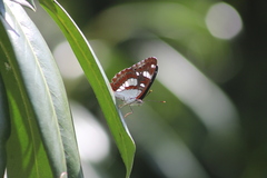 Limenitis reducta