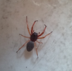 Trachelas tranquillus