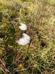 Eriophorum latifolium