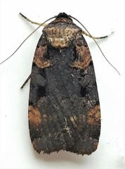 Pseudohermonassa bicarnea