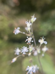 Heuchera missouriensis