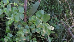 Asparagus asparagoides