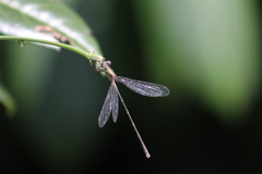 Chalcolestes parvidens