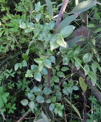 Asparagus asparagoides