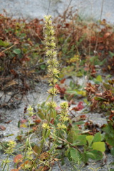 Stachys atherocalyx