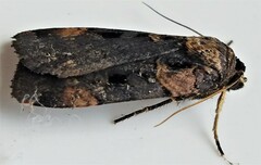 Pseudohermonassa bicarnea