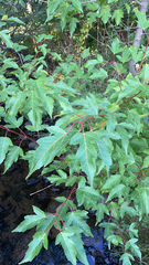 Acer ginnala