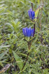 Gentiana andrewsii