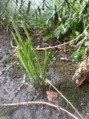 Sparganium emersum