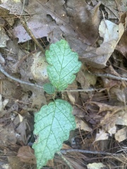 Hamamelis virginiana