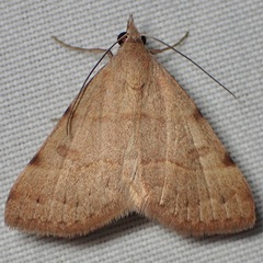 Hemeroplanis incusalis