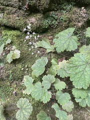 Heuchera missouriensis