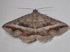 Lesmone griseipennis