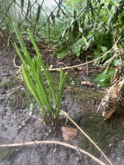 Sparganium emersum