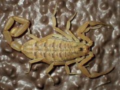 Centruroides sculpturatus