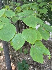 Hamamelis