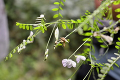 Vicia sylvatica