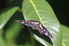 Limenitis reducta