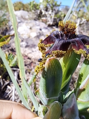 Ferraria crispa