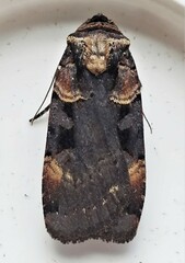 Pseudohermonassa bicarnea