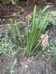 Sparganium emersum