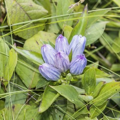 Gentiana andrewsii