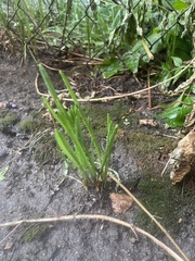 Sparganium emersum