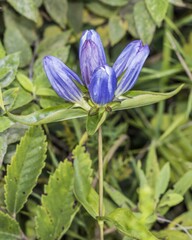 Gentiana andrewsii