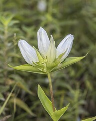 Gentiana andrewsii