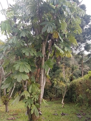 Cecropia