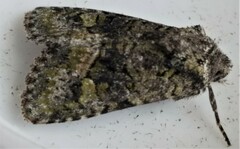 Lacinipolia olivacea